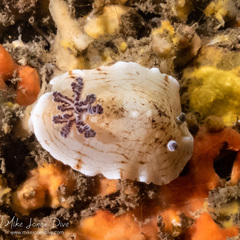 Aphelodoris varia