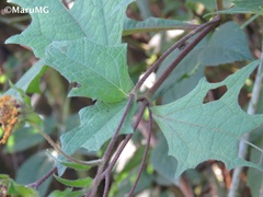 Smallanthus maculatus