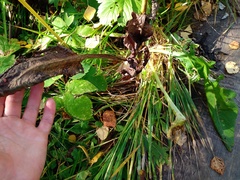 Cicerbita macrophylla uralensis