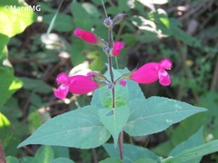 Salvia involucrata