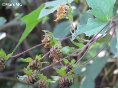 Smallanthus maculatus