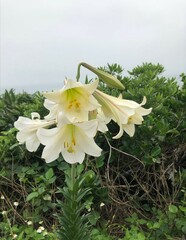 Lilium longiflorum