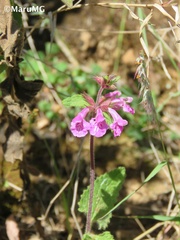 Stachys bigelovii