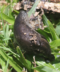 Urocyclus kirkii