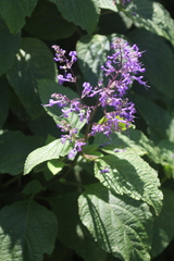Plectranthus ecklonii