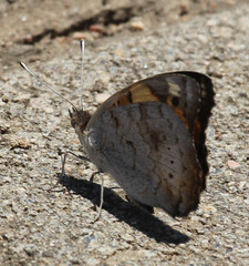Junonia hierta