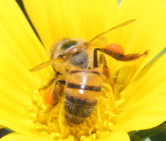 Apis mellifera scutellata