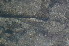 Stenogobius hawaiiensis