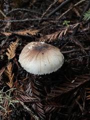 Leucoagaricus