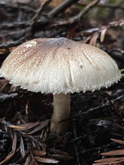 Leucoagaricus