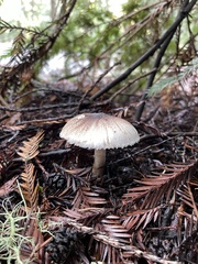 Leucoagaricus