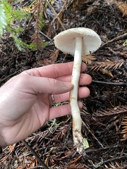 Leucoagaricus
