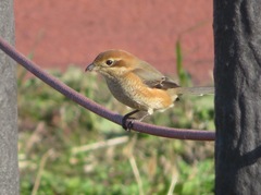 Lanius bucephalus
