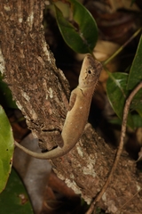 Agamidae