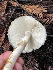 Leucoagaricus