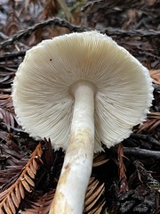 Leucoagaricus