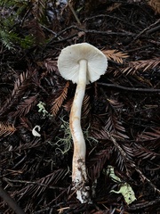 Leucoagaricus
