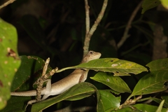 Agamidae