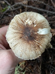 Leucoagaricus