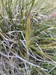 Austrostipa mollis