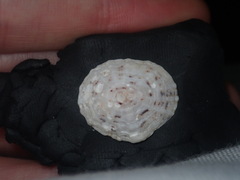 Siphonaria zelandica