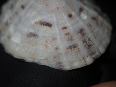 Siphonaria zelandica
