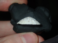 Siphonaria zelandica