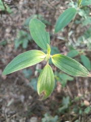 Melastoma malabathricum