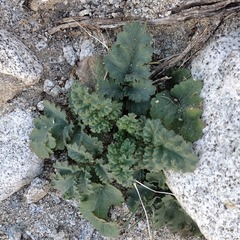 Phacelia pedicellata
