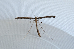 Tetraschalis arachnodes