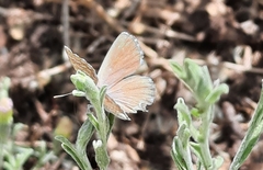Theclinesthes serpentata