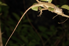 Agamidae