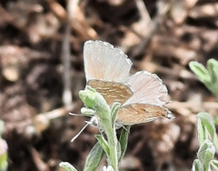 Theclinesthes serpentata