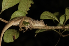 Agamidae