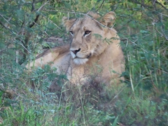 Panthera leo