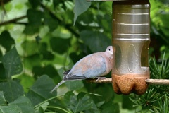 Streptopelia senegalensis senegalensis