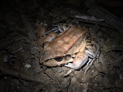 Leptodactylus savagei