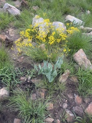 Senecio glaberrimus