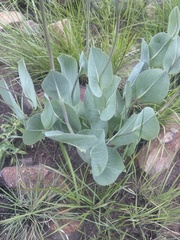 Senecio glaberrimus