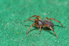 Trachelopachys