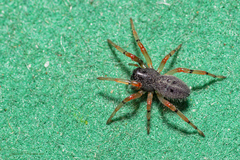 Trachelopachys