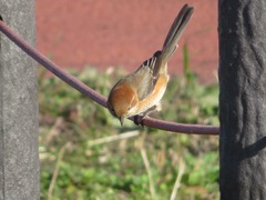 Lanius bucephalus