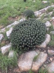 Euphorbia pulvinata