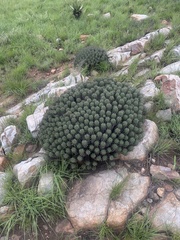 Euphorbia pulvinata