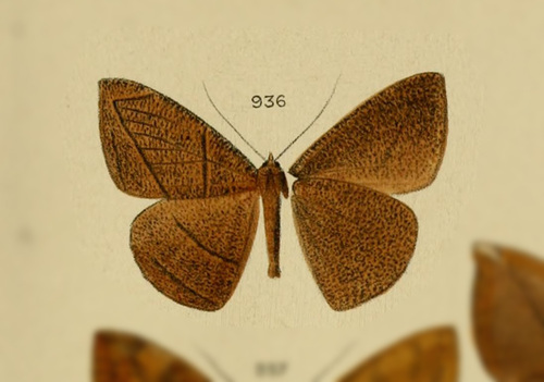 Xylolocha capucina