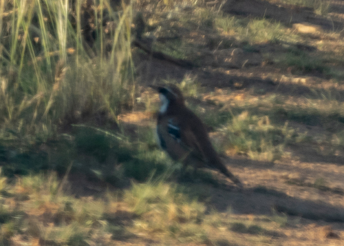 Nullarbor Quail-thrush (Cinclosoma alisteri), photo 4