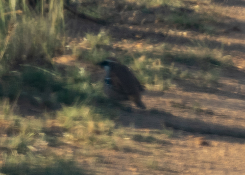 Nullarbor Quail-thrush (Cinclosoma alisteri), photo 5