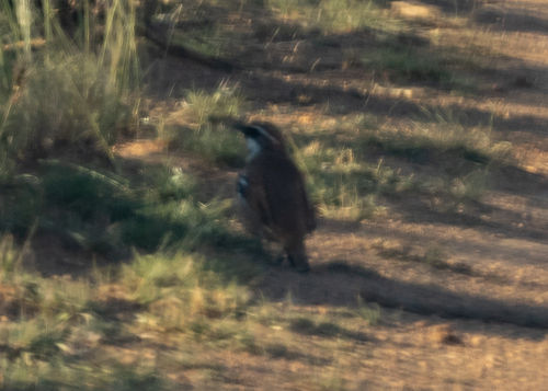 Nullarbor Quail-thrush (Cinclosoma alisteri), photo 9