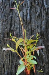Eucalyptus obliqua