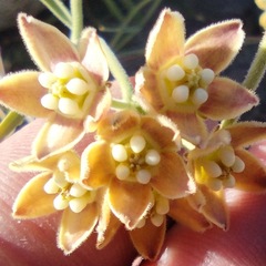 Funastrum hirtellum